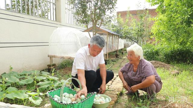 河南睢县：农村庭院散养土鸡成群众致富“提款鸡”