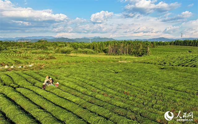 江西金溪：夏日采茶忙