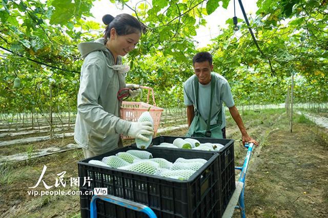 福建南安：盘活撂荒地 迎来果蔬丰