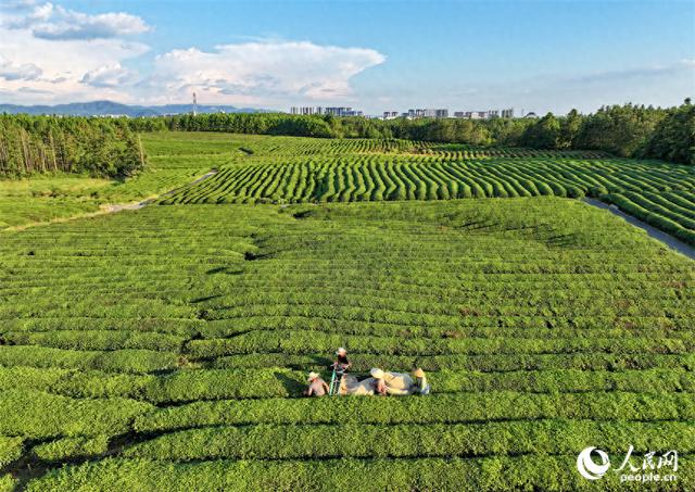 江西金溪：夏日采茶忙