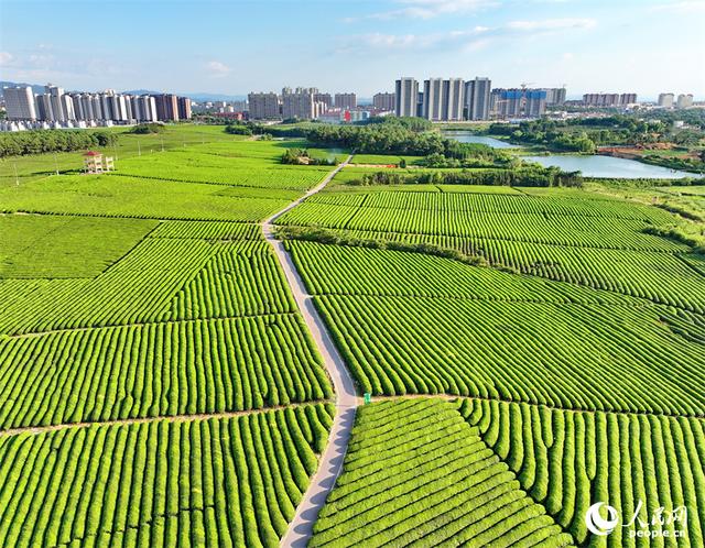 江西金溪：夏日采茶忙