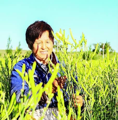 东井集镇“小黄花”带动“大产业”