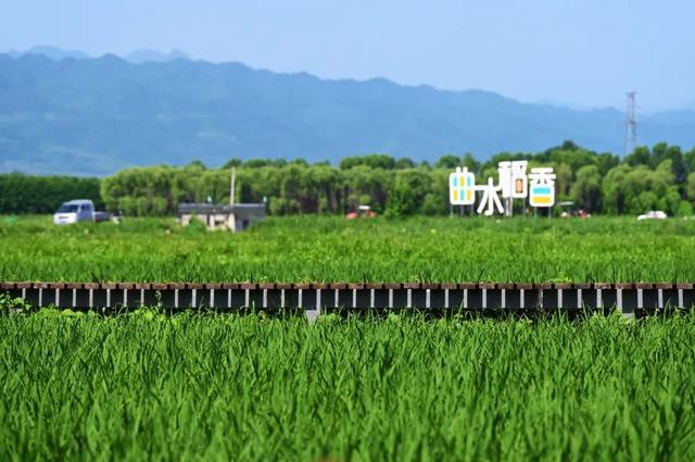 乡村振兴的鄠邑实践：既留住了乡愁 又让乡村像庄稼一样生长