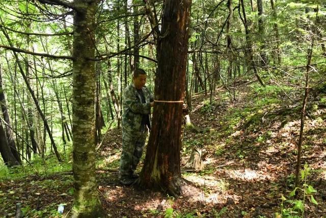 最大树龄1000余年！这里开展名木古树“家底”调查