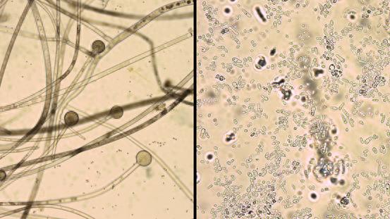 人类与微生物的故事，国台酒打开酿酒微生物密码