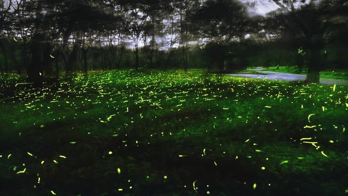 中国蓝观察 | 浙江这些地方萤火虫飞舞，夜精灵撬动夜经济