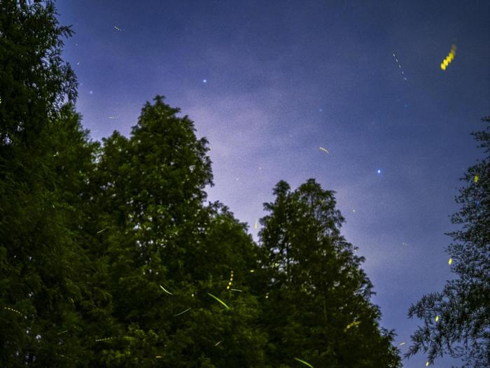 中国蓝观察 | 浙江这些地方萤火虫飞舞，夜精灵撬动夜经济