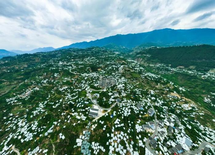 三峡集团助力巫山脆李首次全自营远销香港