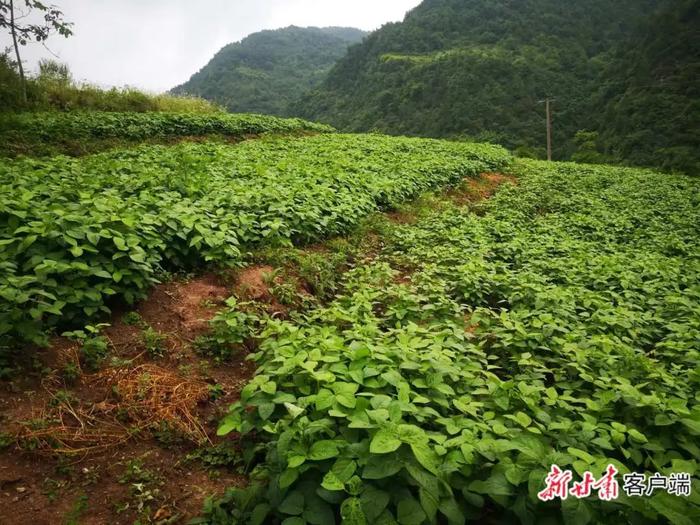 农民增收有了新路子