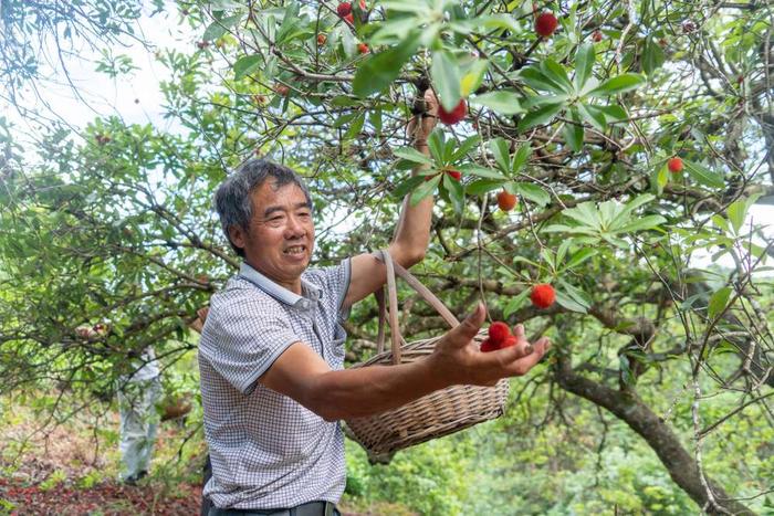 锚定现代化：深化改革与一颗杨梅的故事 台州市 第5张