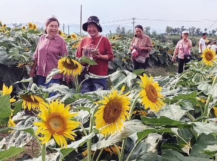 油葵花海醉游人