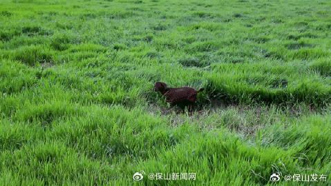 保山的夏天是沿途的绿意