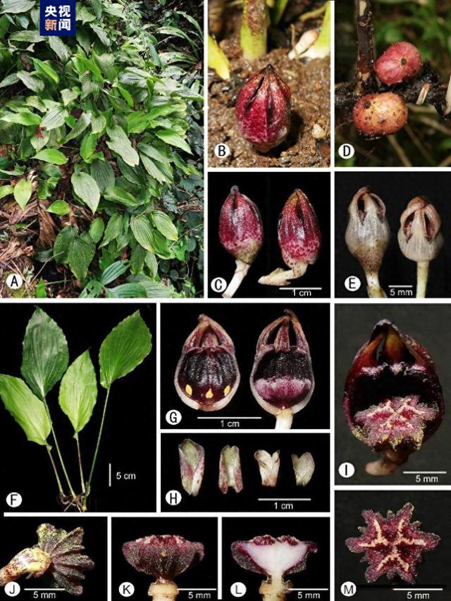 西南岩溶国家公园创建区又发现5个植物新种