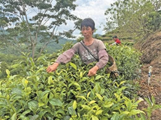 古茶采摘正当时