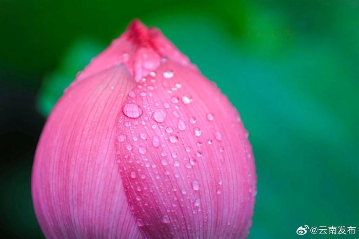 曲靖麒麟水乡：夏日雨荷别样美