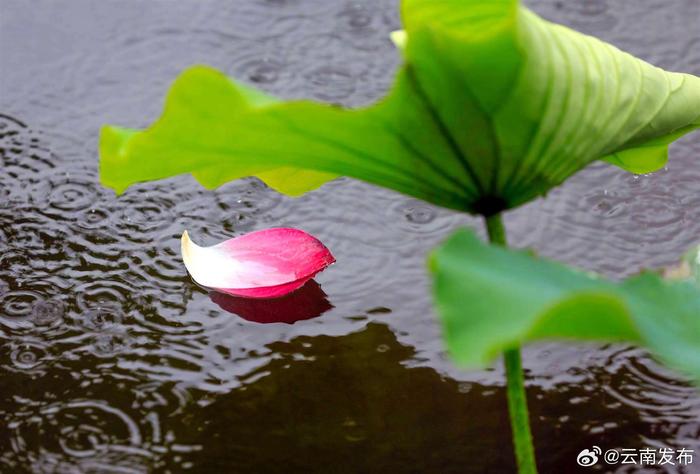 曲靖麒麟水乡：夏日雨荷别样美