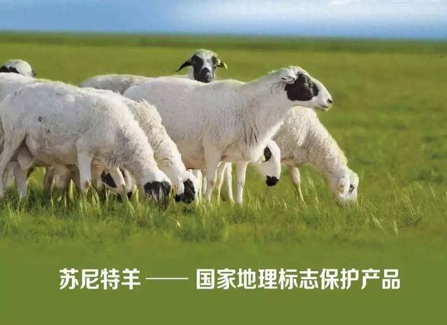 苏尼特羊肉入选国家地理标志保护工程项目