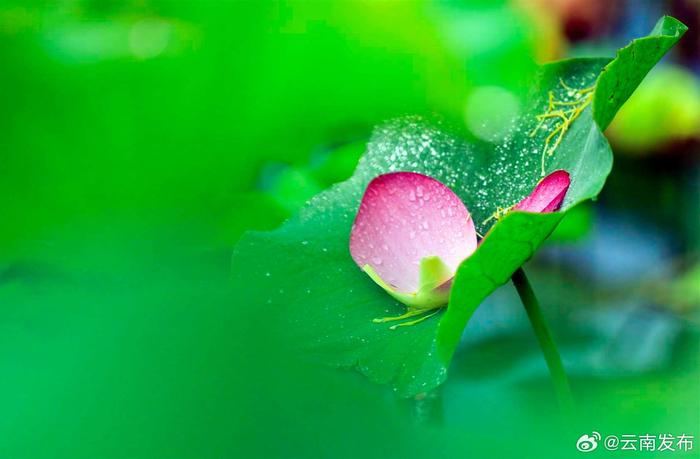 曲靖麒麟水乡：夏日雨荷别样美