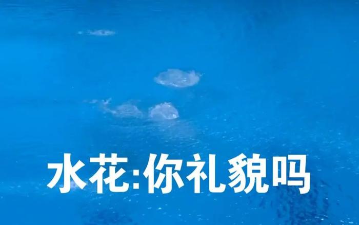 40年奥运夺金超50枚，跳水“梦之队”咋就这么强？丨欢嘞奥运会⑫