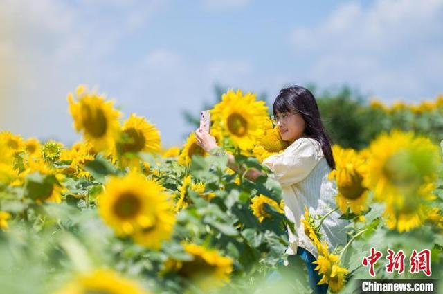 贵州贵阳：立秋时节 向日葵花开引游客