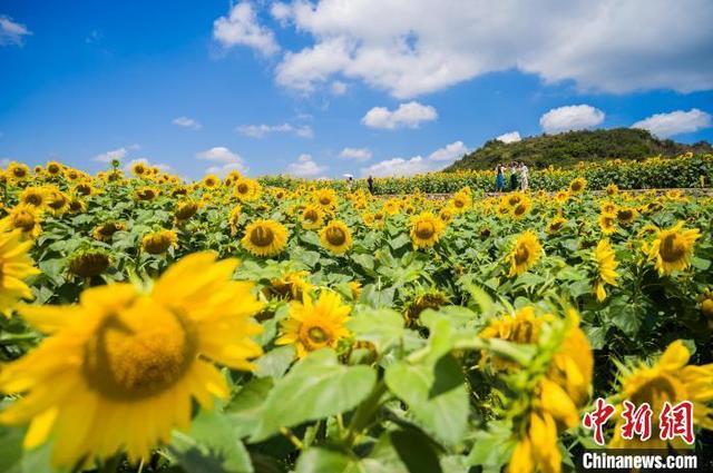 贵州贵阳：立秋时节 向日葵花开引游客