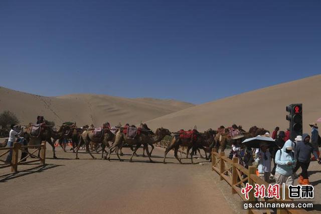 敦煌暑期旅游迎高峰 景区“骆驼红绿灯”保畅通