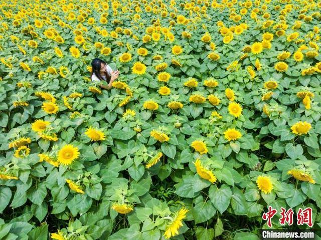 贵州贵阳：立秋时节 向日葵花开引游客