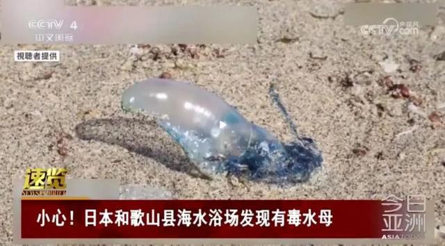 海边不起眼的“小透明”，杀伤力竟然这么大