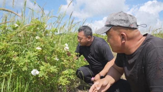 同江：寒地玫瑰入馔 做好“花”式产业链