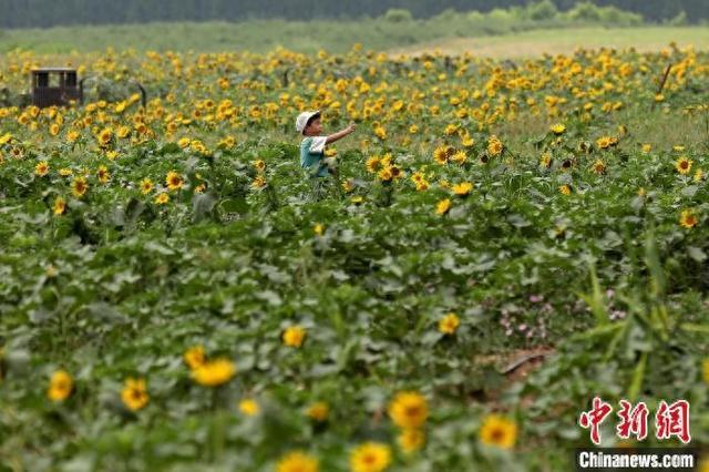 西安汉长安城未央宫国家考古遗址公园向日葵花海引游人