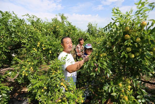 安徽淮北：种植万亩灵枣 经济生态双赢