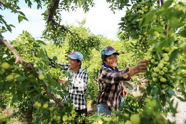 安徽淮北：种植万亩灵枣 经济生态双赢