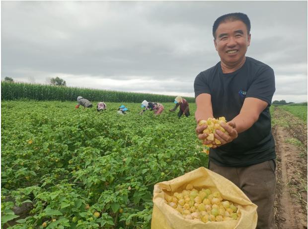 黑龙江集贤：小菇娘成致富“金豆子”