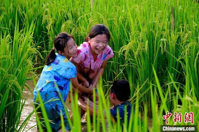 贵州绥阳“稻田音乐节”多彩活动引游人