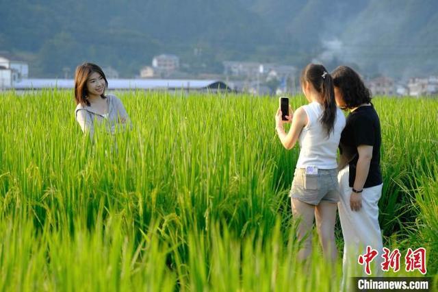 贵州绥阳“稻田音乐节”多彩活动引游人