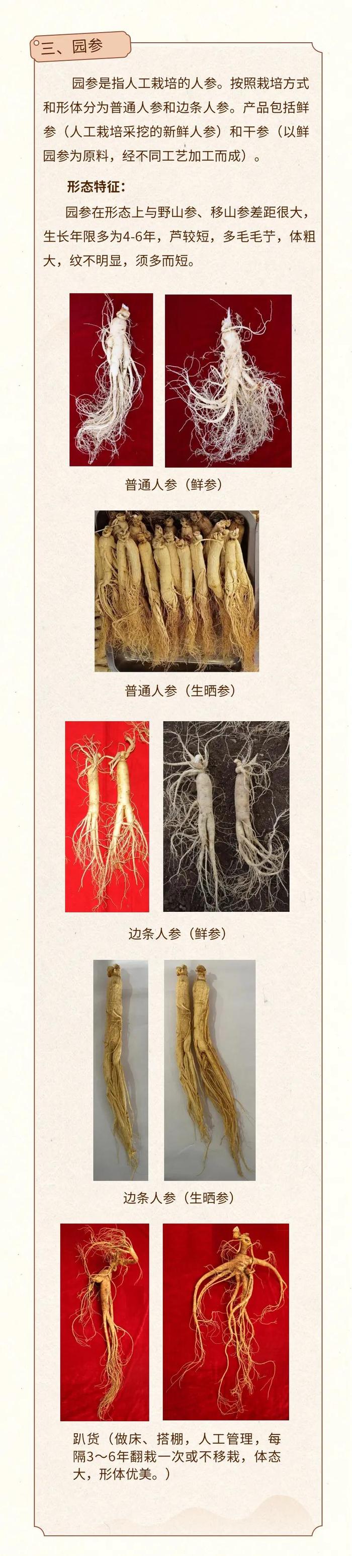 做优做强特色产业和标志性产品 我省发布人参消费选购指南