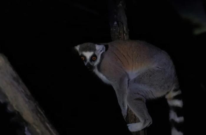 夜上海遛娃的City方式：艺术夜游、探猛兽、看植物睡觉