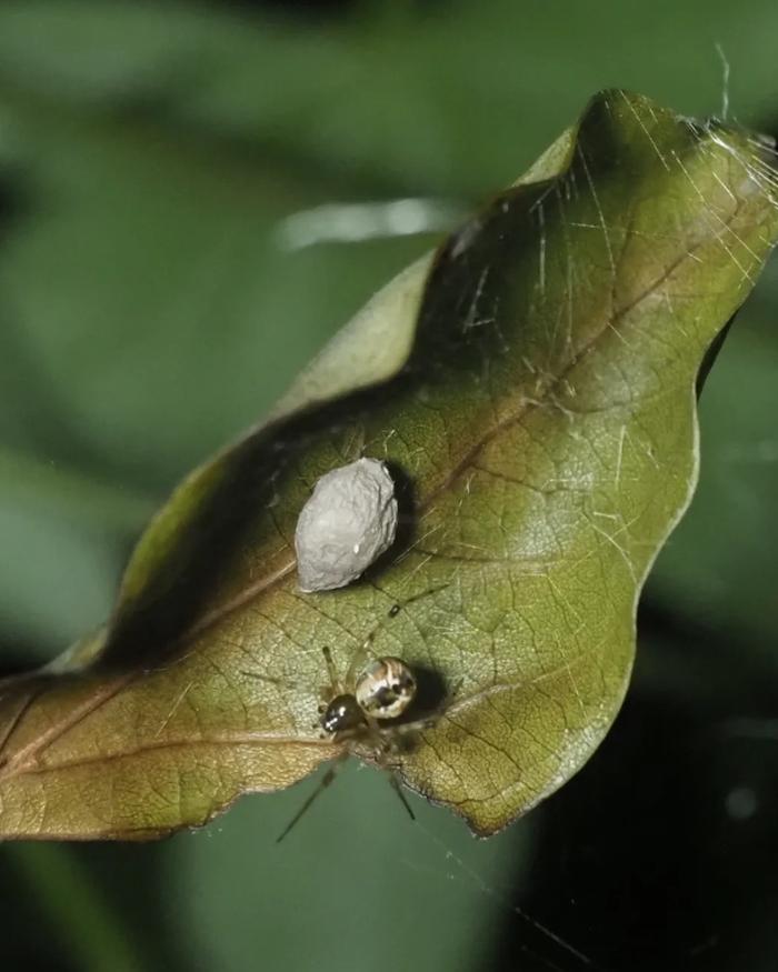 夜上海遛娃的City方式：艺术夜游、探猛兽、看植物睡觉