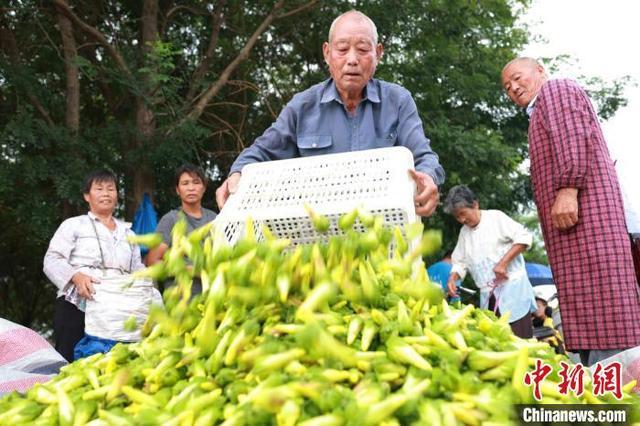 河北内丘：千亩金花葵盛开 助农增收