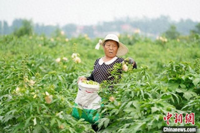 河北内丘：千亩金花葵盛开 助农增收