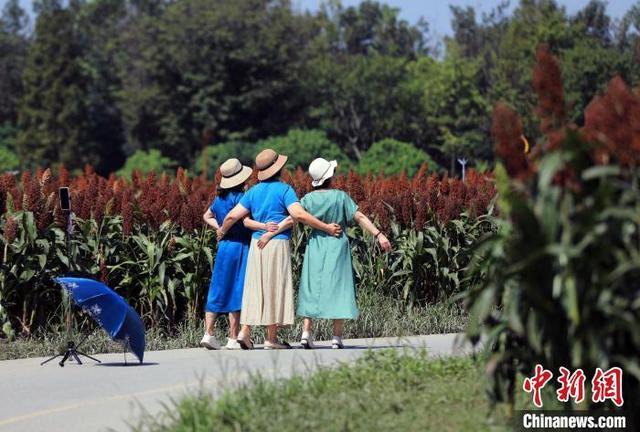 成都环城生态区红高粱成景引游人