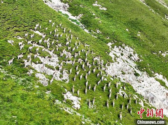 青海刚察野生动物频现 “组团”“单飞”惬意无限