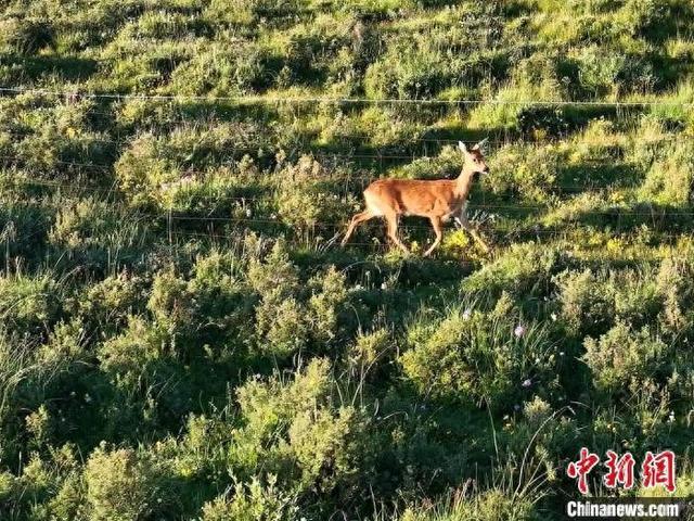 青海刚察野生动物频现 “组团”“单飞”惬意无限