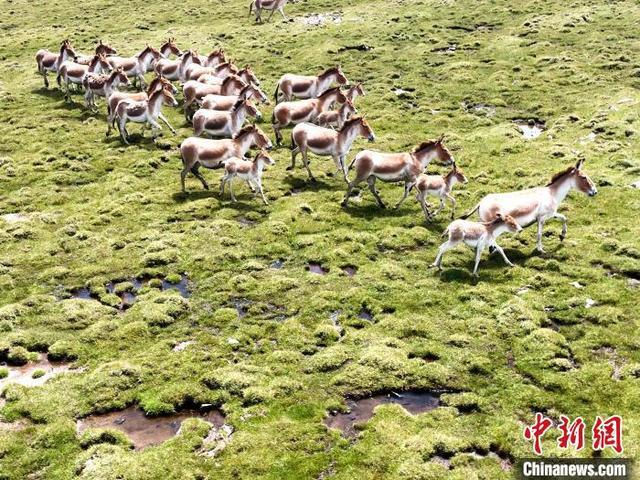 青海刚察野生动物频现 “组团”“单飞”惬意无限