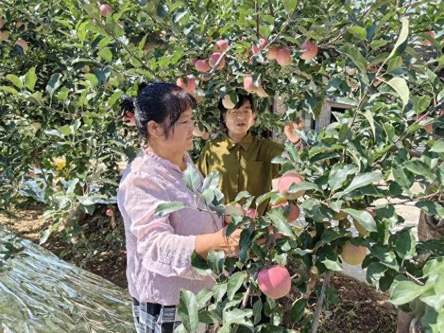 彬州市北极镇：早熟苹果映红乡村致富路