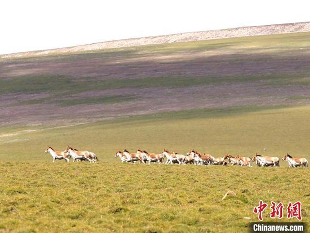 青海刚察野生动物频现 “组团”“单飞”惬意无限