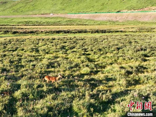 青海刚察野生动物频现 “组团”“单飞”惬意无限