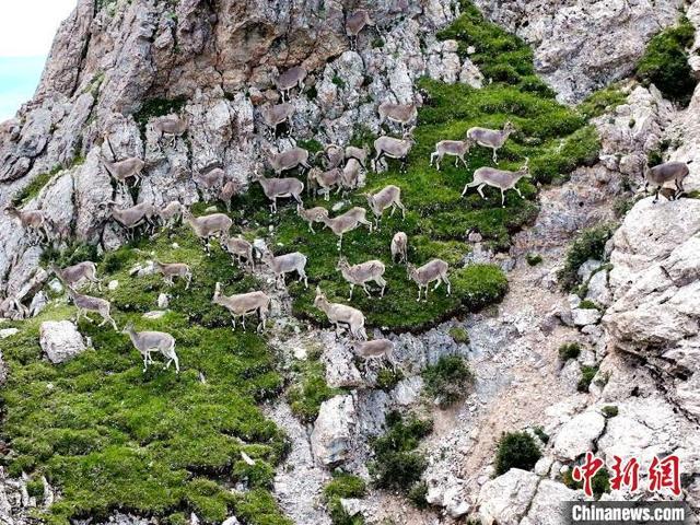 青海刚察野生动物频现 “组团”“单飞”惬意无限