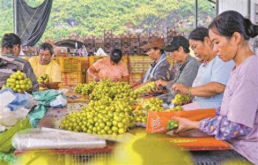 采摘鲜果上市