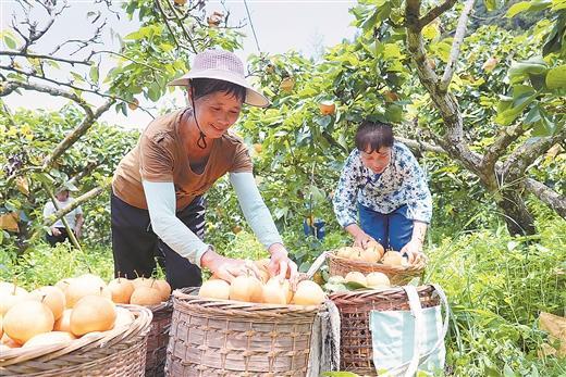 采摘鲜果上市